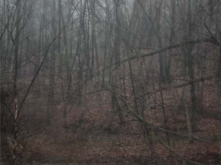 Woods in fog 2 layer